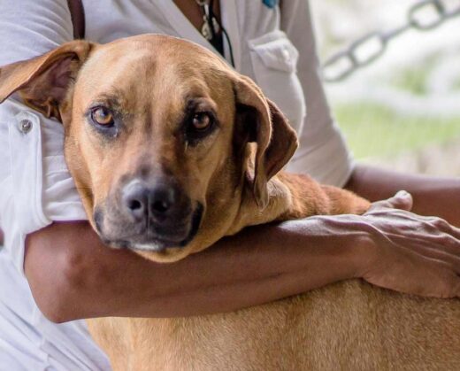 Charity Awarded Over $1 Million After Will is Upheld | Curated Content | Charitable Bequests | Estates Gone Wrong