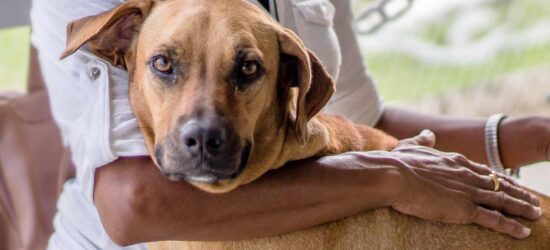 Charity Awarded Over $1 Million After Will is Upheld | Curated Content | Charitable Bequests | Estates Gone Wrong
