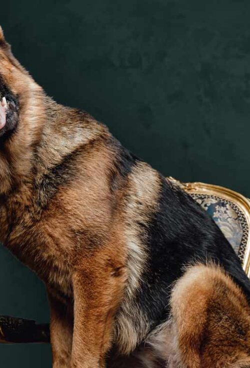 Did a German countess named Karlotta Leibenstein really leave millions to a dog named Gunther? The German Shepard has long been described as one of the wealthiest dogs in the world, but —spoiler alert!— the truth is not that simple...