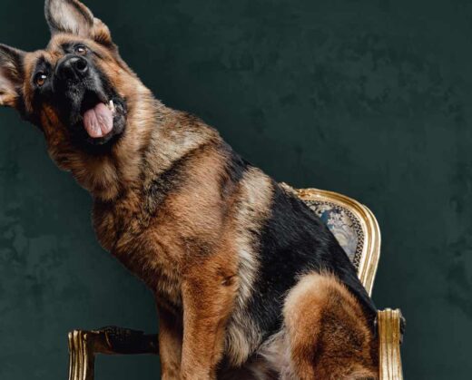 Did a German countess named Karlotta Leibenstein really leave millions to a dog named Gunther? The German Shepard has long been described as one of the wealthiest dogs in the world, but —spoiler alert!— the truth is not that simple...