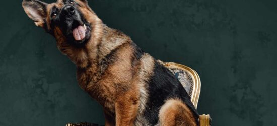 Did a German countess named Karlotta Leibenstein really leave millions to a dog named Gunther? The German Shepard has long been described as one of the wealthiest dogs in the world, but —spoiler alert!— the truth is not that simple...