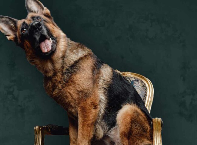Did a German countess named Karlotta Leibenstein really leave millions to a dog named Gunther? The German Shepard has long been described as one of the wealthiest dogs in the world, but —spoiler alert!— the truth is not that simple...