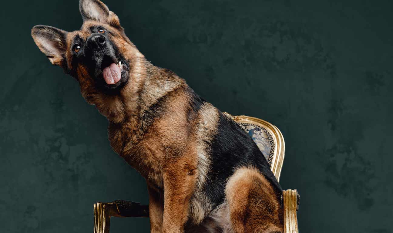 Did a German countess named Karlotta Leibenstein really leave millions to a dog named Gunther? The German Shepard has long been described as one of the wealthiest dogs in the world, but —spoiler alert!— the truth is not that simple...