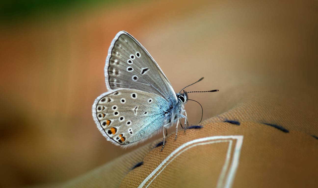 In light of UK broadcaster Esther Rantzen’s revelation that she has considered assisted dying, we look at the policies of other countries