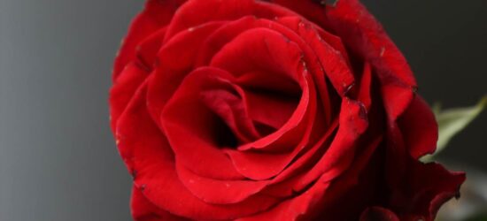 Dying Saskatchewan Farmer’s Will Goes Down in History | Curated Content | Strange Bequests | Estates Gone Wrong