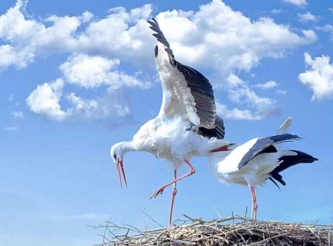 Millionaires Can Be Eccentric: The Great Stork Derby | Curated Content | Strange Bequests | Estates Gone Wrong