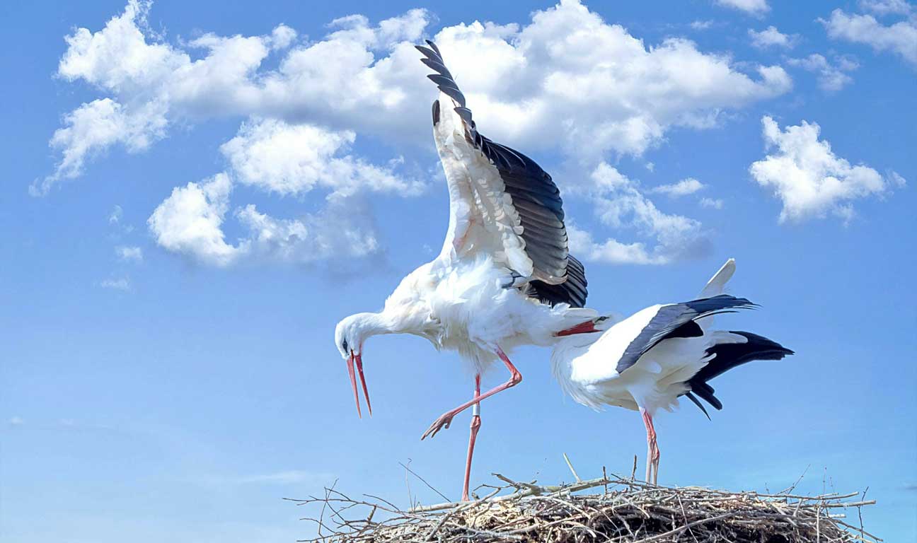 Millionaires Can Be Eccentric: The Great Stork Derby | Curated Content | Strange Bequests | Estates Gone Wrong