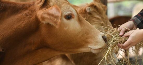 Most succession plans have been largely framed on giving the assets to the farming children while using life insurance and/or estate-based gifts for non-farmers, but succession planning has evolved into much more now says a farm business and succession advisor.