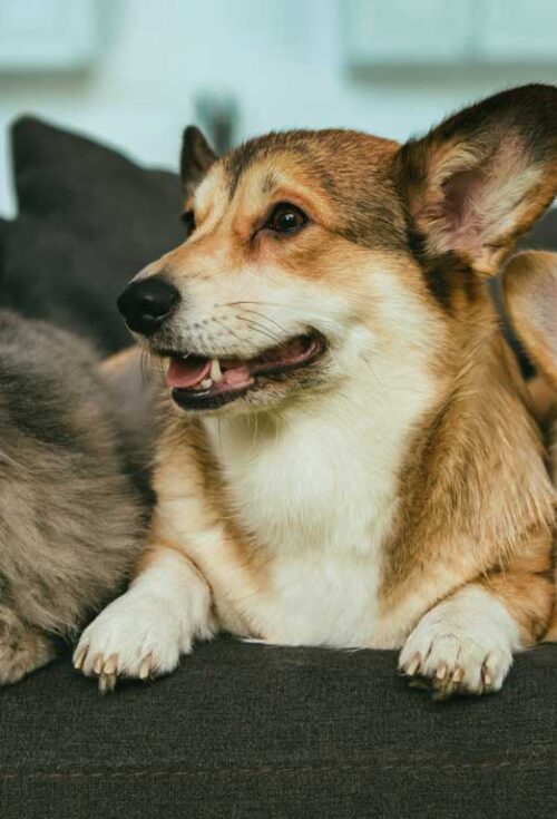 Pets & Estate Planning: More Complex Than You Might Think