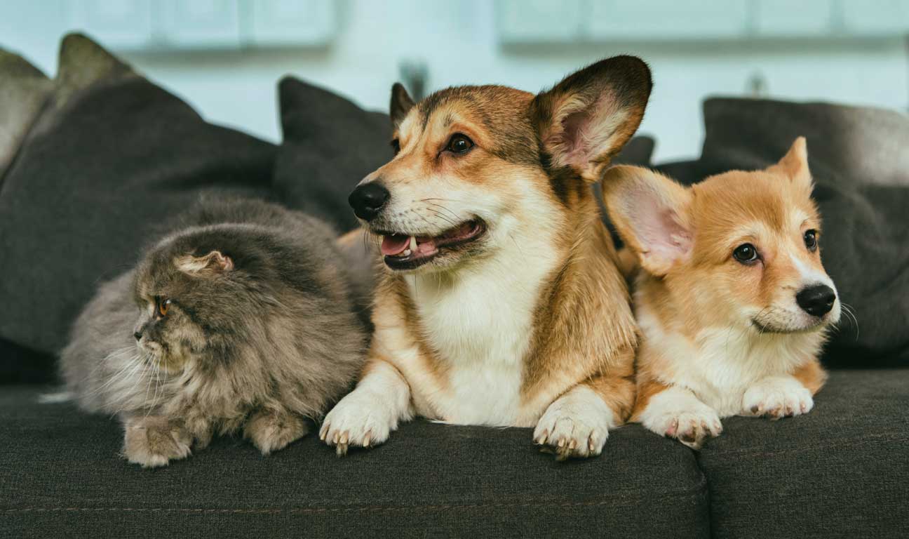 Pets & Estate Planning: More Complex Than You Might Think