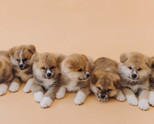 Legal tussle over dog has cost thousands in legal fees and plenty of heartache, while highlighting how the law treats pets in estate battles.