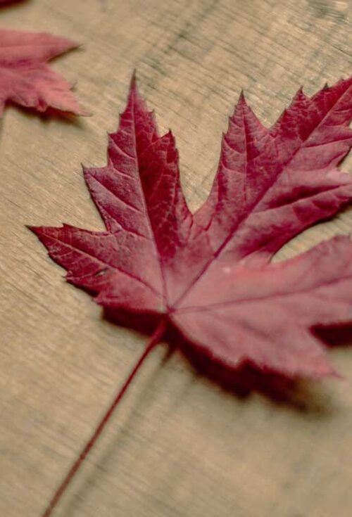 Legal issues faced by the elderly population arise in almost all areas of legal practice; however, most commonly in real estate law, family law, human rights law, and wills and estates law.