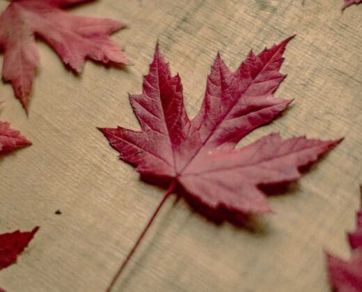 Legal issues faced by the elderly population arise in almost all areas of legal practice; however, most commonly in real estate law, family law, human rights law, and wills and estates law.