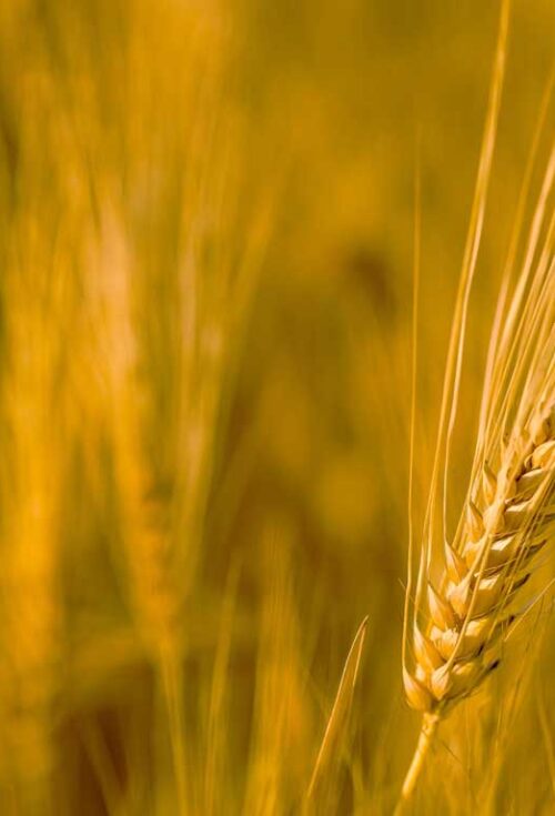 Ontario Farmer Shares 'Unconventional Approach' to Succession Planning