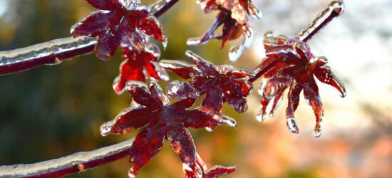 Almost half of all Canadians lack estate plans, leaving financial and medical decisions uncertain: Scotiatrust survey reveals gaps in wills and power of attorney documents, leaving key decisions unmade...