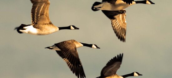 Even Canadians who don’t consider themselves snowbirds may own property south of the border or have other U.S. based assets that could impact their planning.