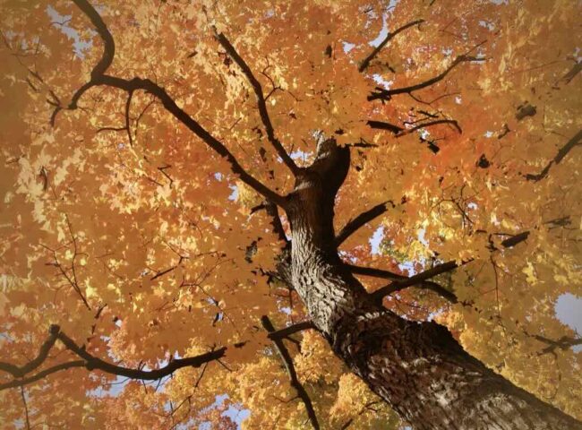 Estate taxes in Canada can be confusing, but understanding the key rules can save your family money. By understanding these essentials, you can take action now to ensure your family keeps more of what you’ve built.