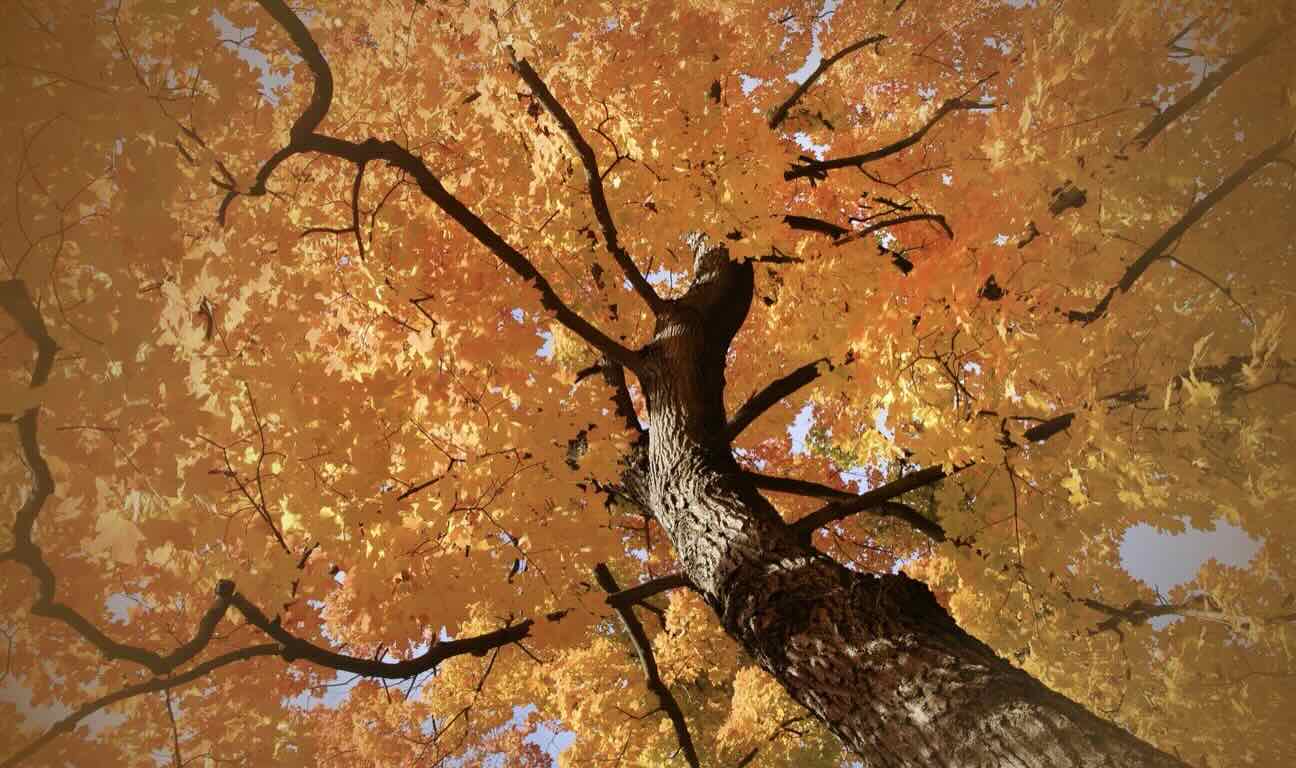 Estate taxes in Canada can be confusing, but understanding the key rules can save your family money. By understanding these essentials, you can take action now to ensure your family keeps more of what you’ve built.