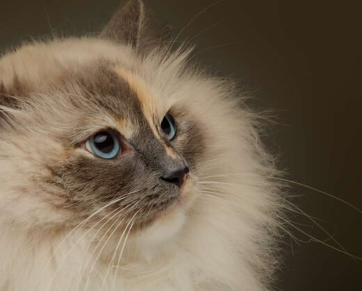 It’s rumored that Lagerfeld left a large portion, if not all, of his nearly $300 million fortune to his beloved cat. Though there’s no confirmation on any specific dollar amount, it is understood that her inheritance is well into the millions...