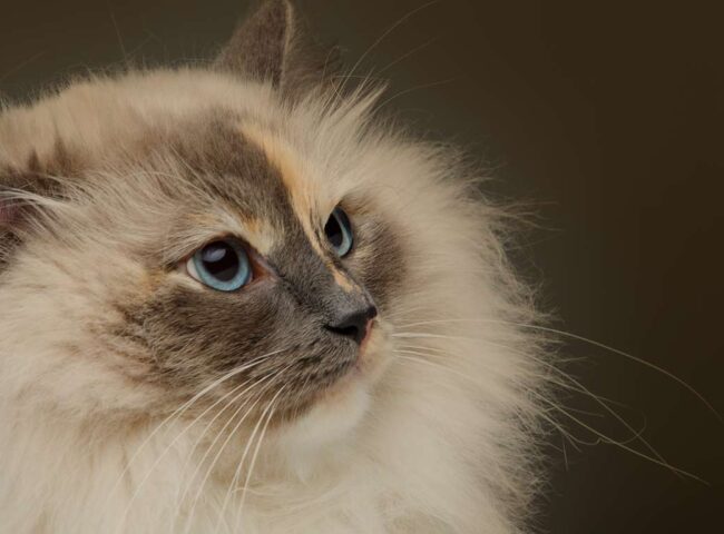 It’s rumored that Lagerfeld left a large portion, if not all, of his nearly $300 million fortune to his beloved cat. Though there’s no confirmation on any specific dollar amount, it is understood that her inheritance is well into the millions...