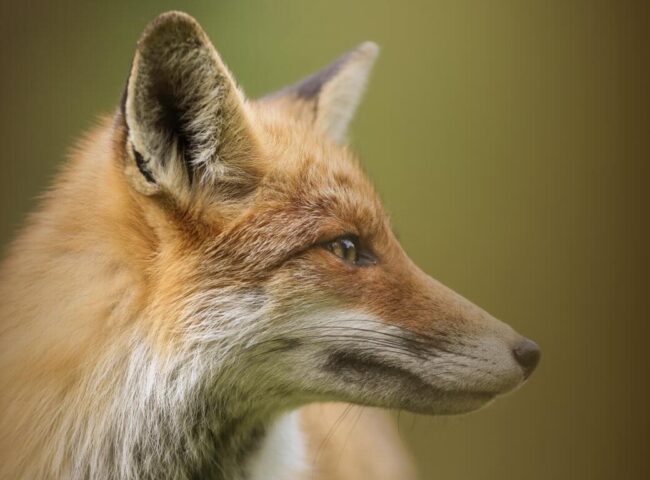 Real-life family drama surrounding media mogul Rupert Murdoch offers valuable succession lessons for business owners...