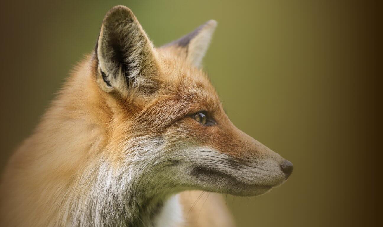 Real-life family drama surrounding media mogul Rupert Murdoch offers valuable succession lessons for business owners...