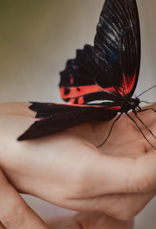 After years of advocacy, Delaware passes End-of-Life Options Law: Delaware has become the latest state to legalize medical aid in dying, following the signing of House Bill 140 on Tuesday, May 20th, 2025.