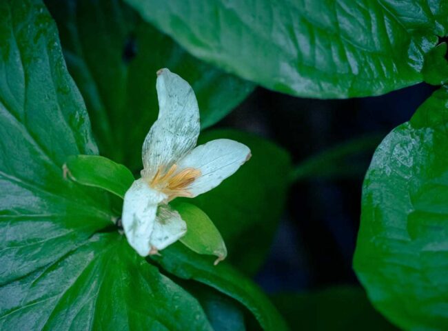 Long-term Care Options & Accommodation Costs: Ontario