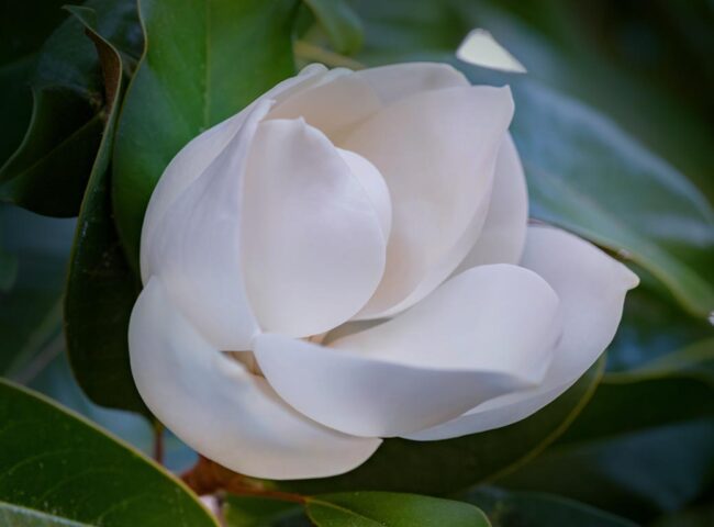 Often you hear that you should review your will or trust to make sure it keeps up with changes in your life and still meets your needs. The tragic death of Philip Seymour Hoffman, whose will became public due to the probate proceeding, brought some of these issues into the public eye.