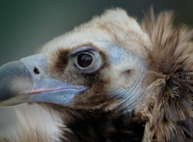 Predatory Probate Lending: an Epidemic in Need of Law Reform?