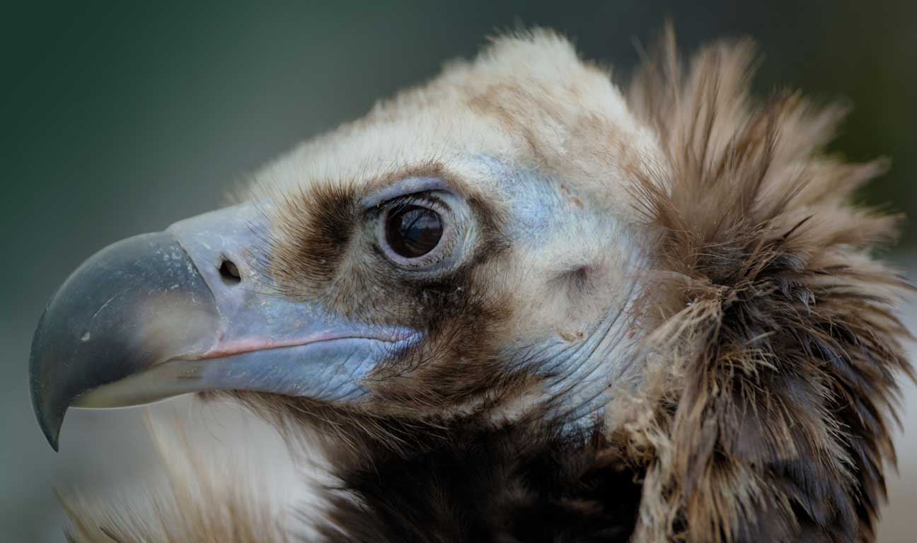 Predatory Probate Lending: an Epidemic in Need of Law Reform?