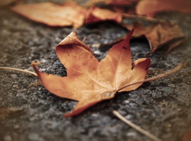 Losing a loved one is never easy. What makes it even harder is when this loss is compounded by uncertainty about what happens to their debts...