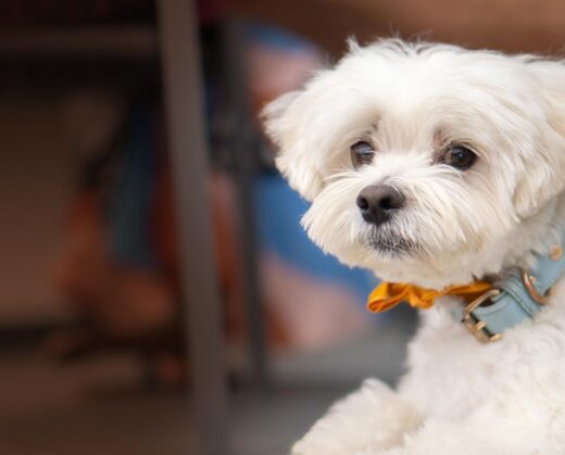 Leona Helmsley’s decision to leave her dog, Trouble, $12 million drew legal challenges, media scrutiny, and lasting debate about her legacy.