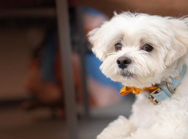 Leona Helmsley’s decision to leave her dog, Trouble, $12 million drew legal challenges, media scrutiny, and lasting debate about her legacy.