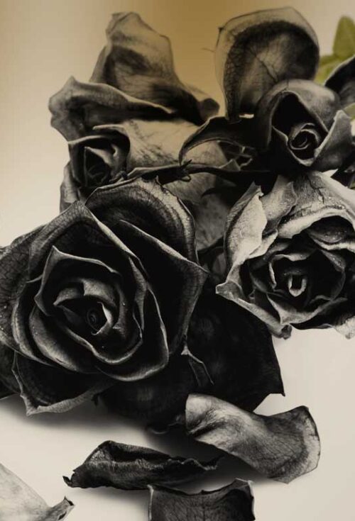 Following the death of Ozzy Osbourne, headlines turned to an alleged change to his will, in which Ozzy stipulated that his widow, Sharon, is to receive a dozen black roses a week for the rest of her life...