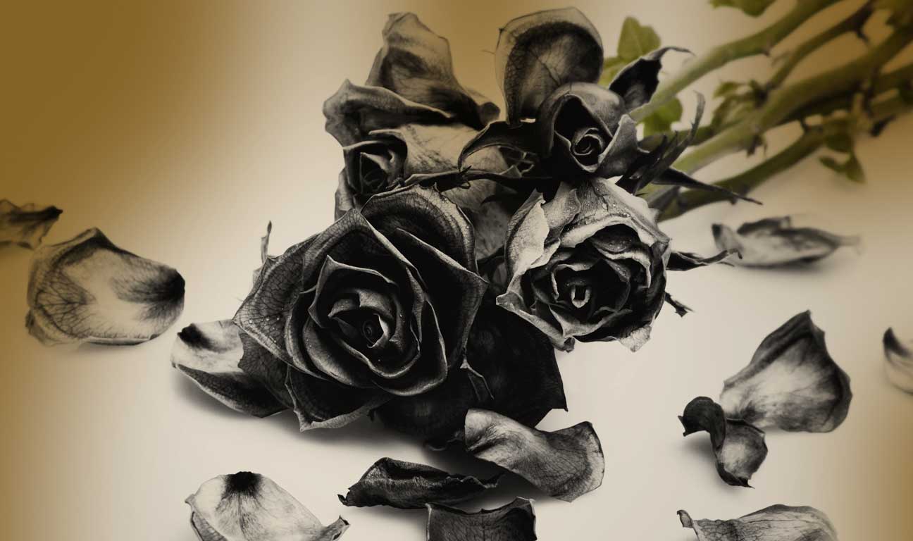 Following the death of Ozzy Osbourne, headlines turned to an alleged change to his will, in which Ozzy stipulated that his widow, Sharon, is to receive a dozen black roses a week for the rest of her life...