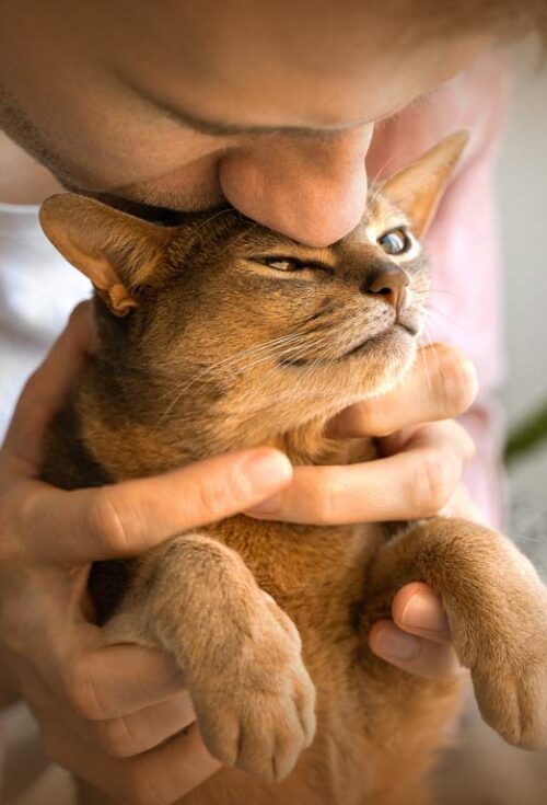 Your pets depend on you and planning for their future is a meaningful way to ensure they continue to receive the love and care they deserve, even after you’re gone.