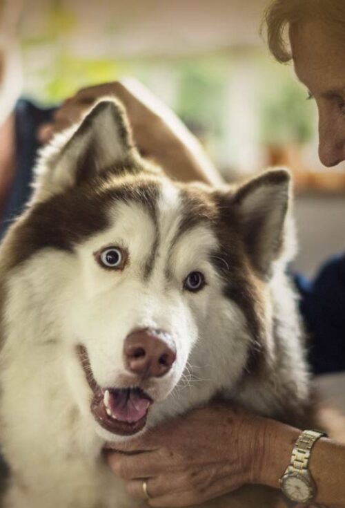 Our pets are more than animals for many of us. They are beloved family members, providing companionship, joy, and comfort. How can you include your pets in your estate plan? What are your options?