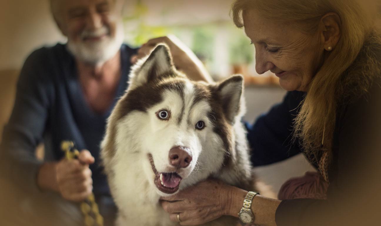 Our pets are more than animals for many of us. They are beloved family members, providing companionship, joy, and comfort. How can you include your pets in your estate plan? What are your options?