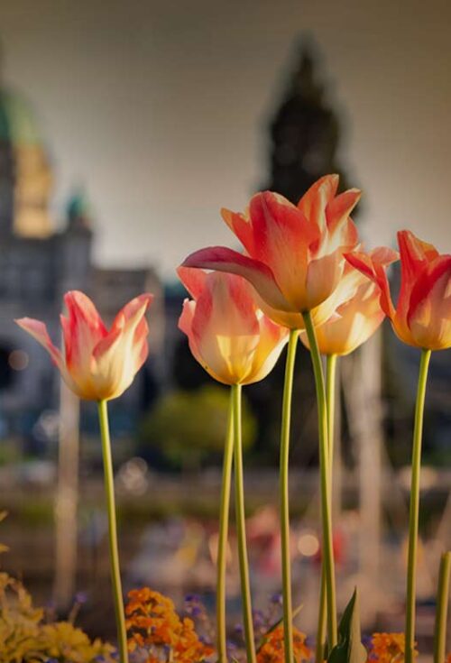 Court rules against woman who sought to have $1.8-million inheritance placed in fully discretionary trust to avoid losing disability benefits...