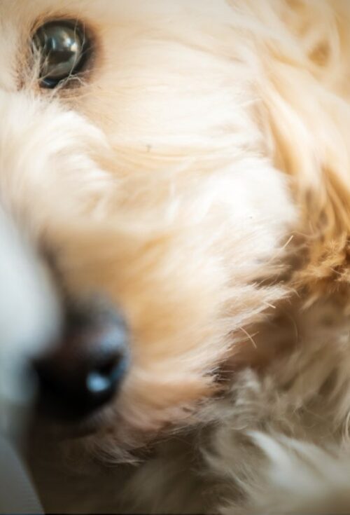 Without proper planning, your pets could end up in shelters or with people who aren’t prepared to care for them properly. Taking time now to make these arrangements ensures your faithful companions will be loved and cared for throughout their lives.