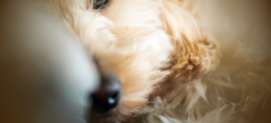 Without proper planning, your pets could end up in shelters or with people who aren’t prepared to care for them properly. Taking time now to make these arrangements ensures your faithful companions will be loved and cared for throughout their lives.