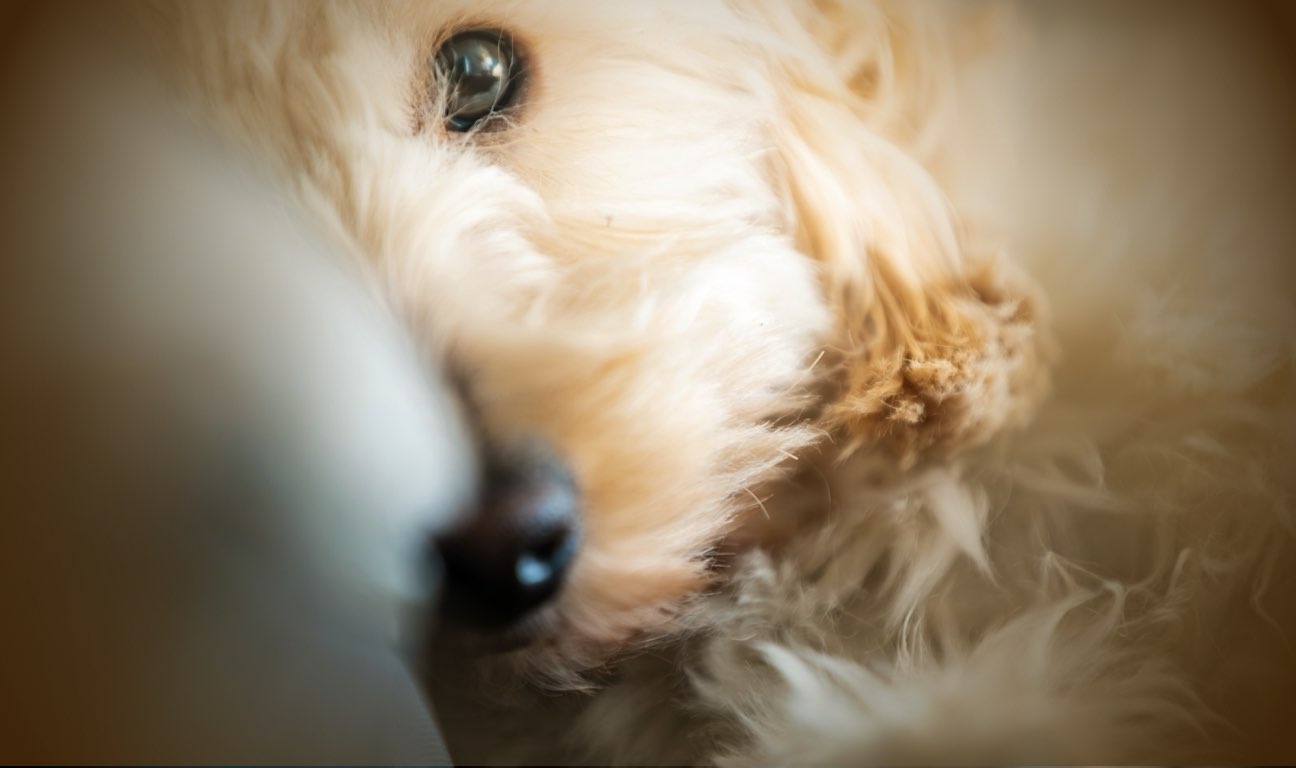 Without proper planning, your pets could end up in shelters or with people who aren’t prepared to care for them properly. Taking time now to make these arrangements ensures your faithful companions will be loved and cared for throughout their lives.