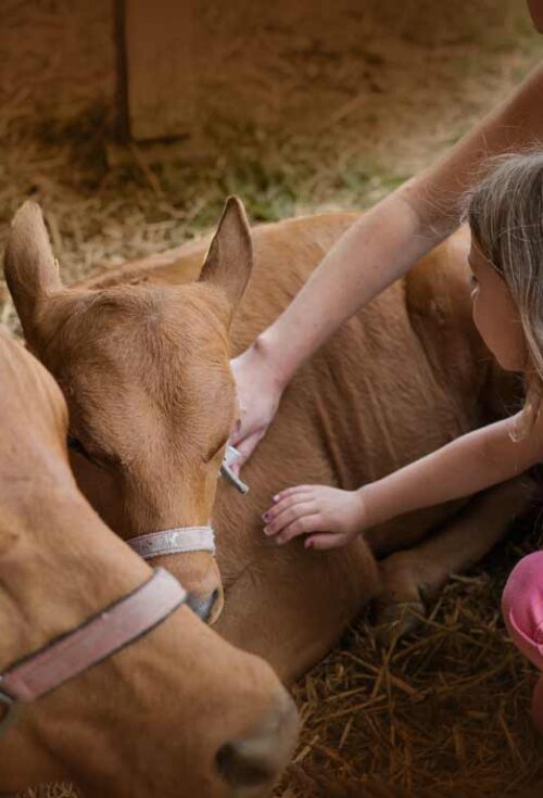 Since most farmers are, on average, 56 years of age, many family farms are expected to transition within the next decade. Farm succession requires an approach that considers the tax implications, the farming operations and the family’s wishes.