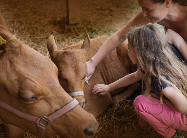 Since most farmers are, on average, 56 years of age, many family farms are expected to transition within the next decade. Farm succession requires an approach that considers the tax implications, the farming operations and the family’s wishes.