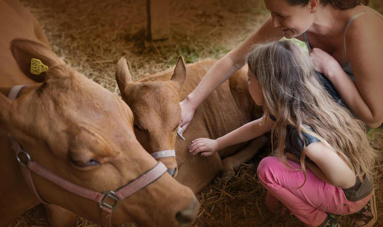 Since most farmers are, on average, 56 years of age, many family farms are expected to transition within the next decade. Farm succession requires an approach that considers the tax implications, the farming operations and the family’s wishes.