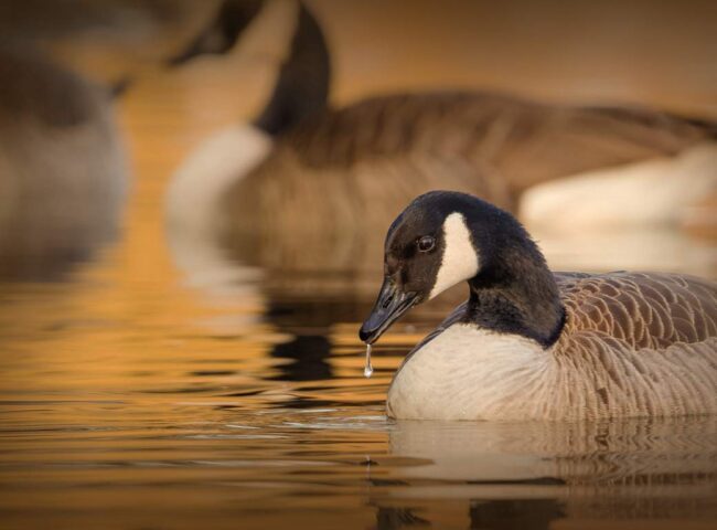 How do you approach estate planning if your property is divided between Florida and another country? Don’t assume Florida and Canada have the same laws! Consider putting your Florida property into a Trust...