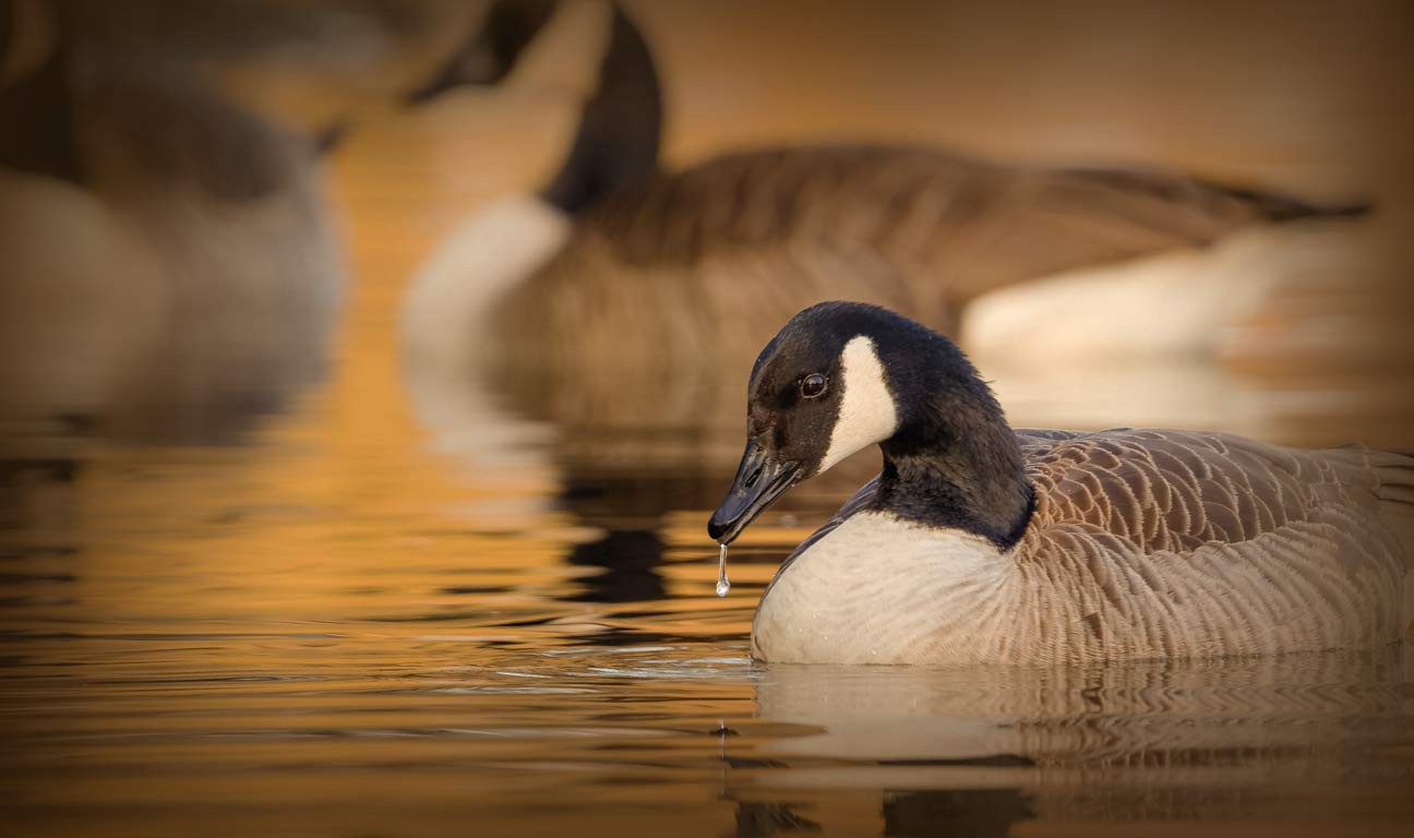 How do you approach estate planning if your property is divided between Florida and another country? Don’t assume Florida and Canada have the same laws! Consider putting your Florida property into a Trust...