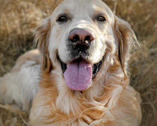 Actress Diane Keaton left behind not just a remarkable legacy but an important reminder about estate planning for our pets.