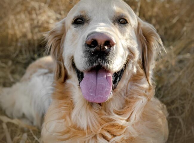 Actress Diane Keaton left behind not just a remarkable legacy but an important reminder about estate planning for our pets.